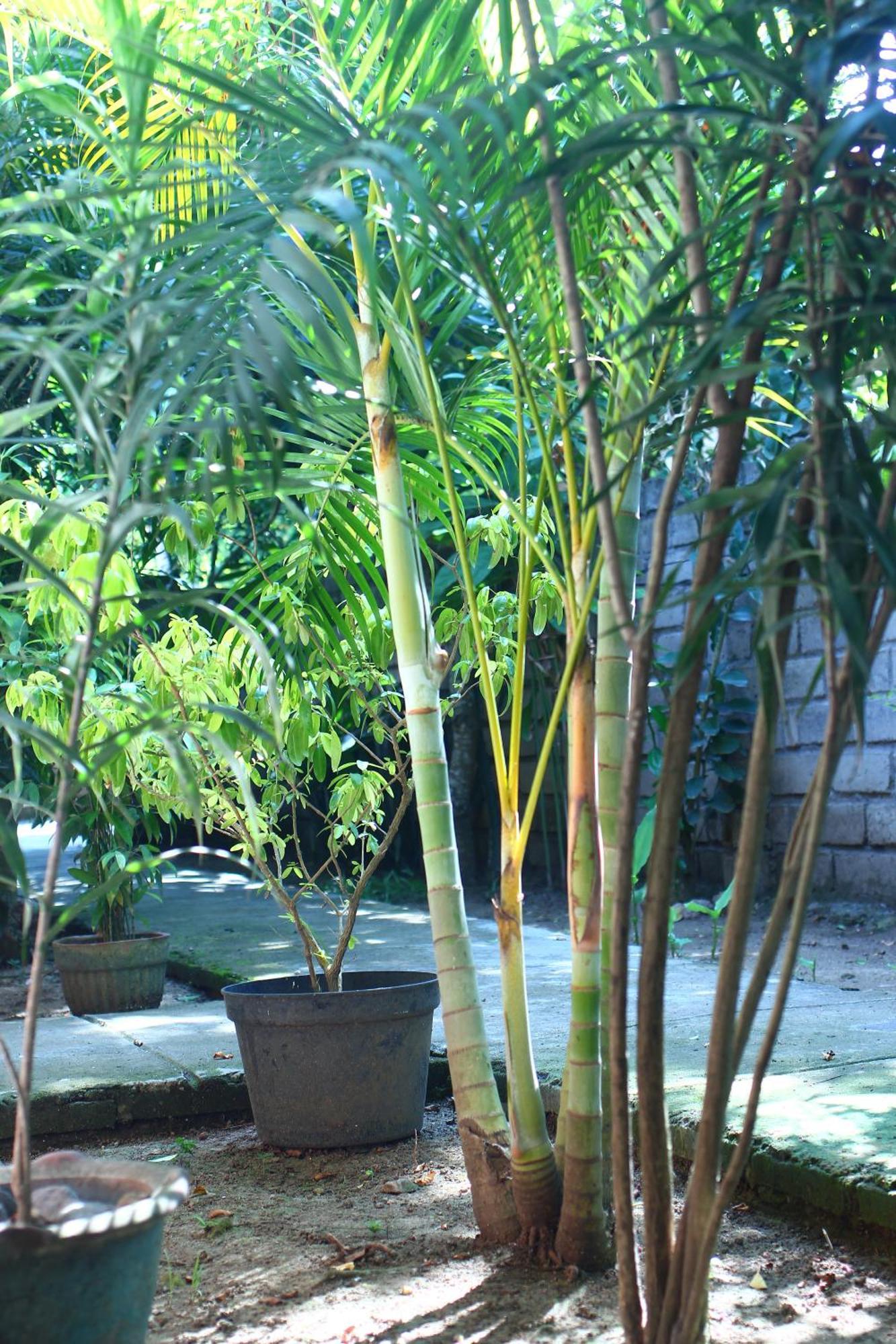 Three V Homestay Kuta (Lombok) Exterior foto