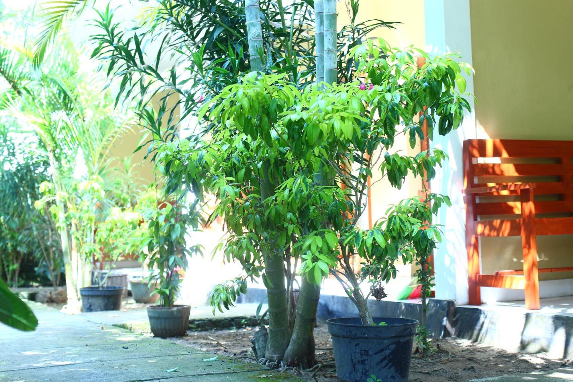 Three V Homestay Kuta (Lombok) Exterior foto