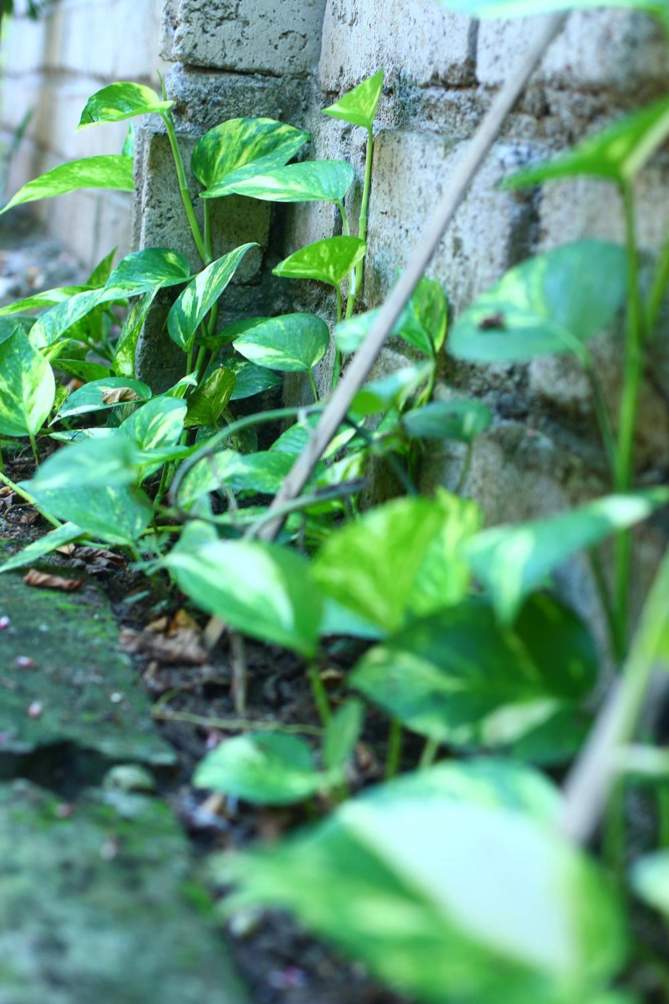 Three V Homestay Kuta (Lombok) Exterior foto